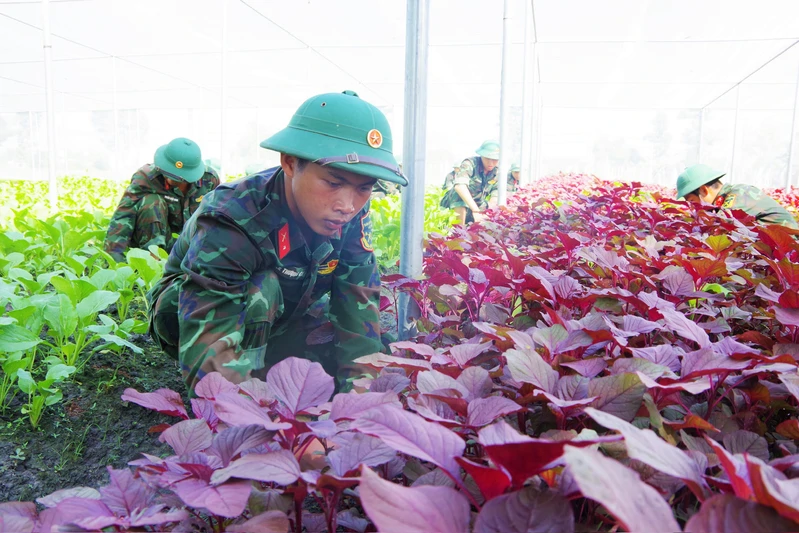 Trung đoàn 5, Sư đoàn 5 đẩy mạnh tăng gia sản xuất, nâng cao đời sống bộ đội