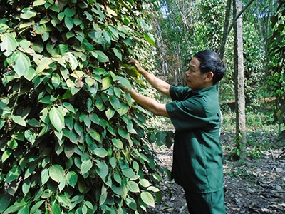 Cựu chiến binh tỉnh Bình Dương: Tiên phong, gương mẫu