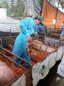 LLVT huyện Cẩm Mỹ, tỉnh Đồng Nai giúp nhân dân khắc phục dịch tả heo châu Phi