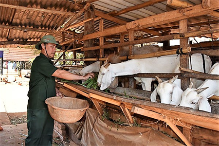 CCB huyện Xuyên Mộc, tỉnh Bà Rịa Vũng Tàu giúp nhau phát triển kinh tế