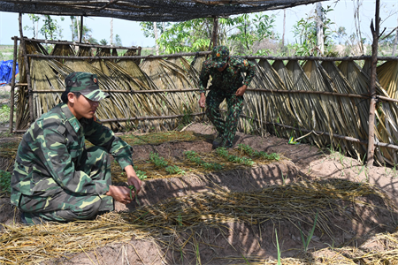 Vườn rau trên chốt biên cương