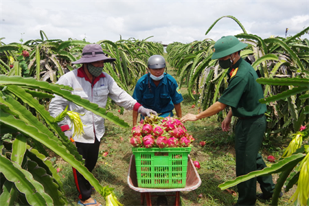 LLVT huyện Hàm Thuận Nam giúp Nhân dân thu hoạch thanh long