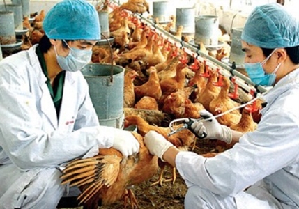 Dịch cúm gia cầm khiến nhiều người tử vong ở các nước lân cận: Bộ Y tế họp khẩn sẵn sàng ứng phó