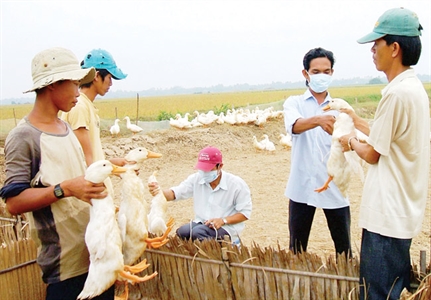 Dịch cúm gia cầm lan nhanh