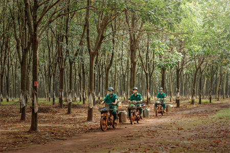 Tập đoàn Công nghiệp Cao su Việt Nam đạt 53% kế hoạch năm 2022