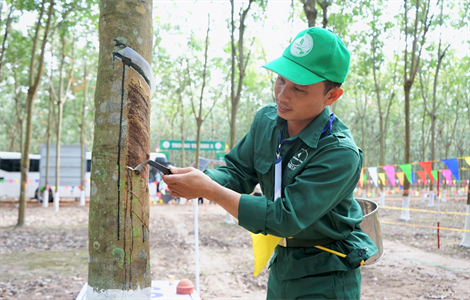 Khai mạc Hội thi bàn tay vàng thu hoạch mủ cao su lần thứ XIII